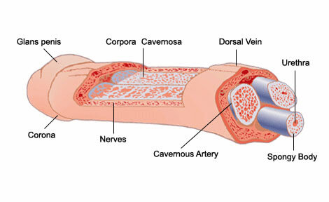 anatomia-penisu