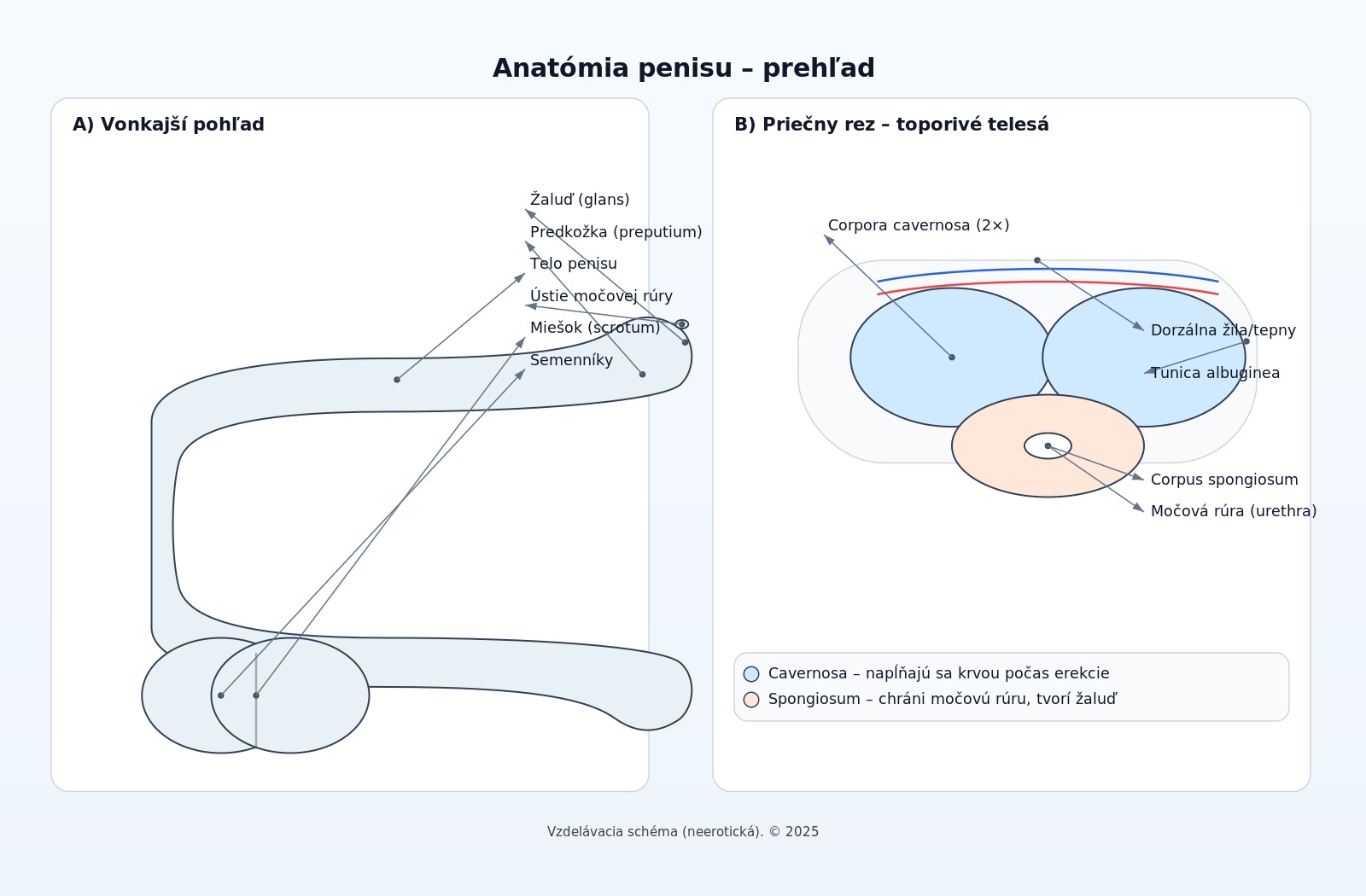 anatomia_penisu_SK_compact_v2_safe